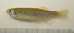 Danio meghalayensis