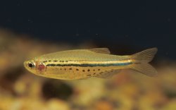 Danio nigrofasciatus - Click for species page