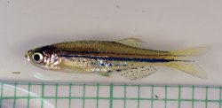 Danio nigrofasciatus