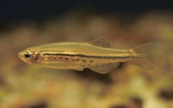 Danio nigrofasciatus