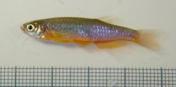 Danio roseus - Click for species page