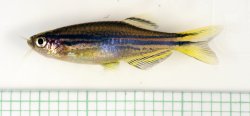 Danio sp. `HIKARI`