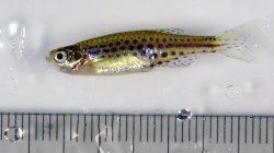 Danio tinwini - Click for species page