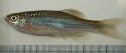 Devario aequipinnatus - Click for species page