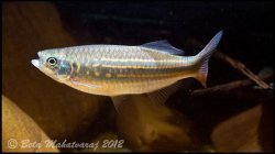 Devario assamensis - Click for species page