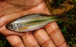 Devario assamensis