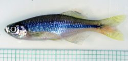 Devario cf. chrysotaeniatus - Click for species page