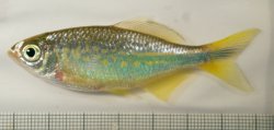 Devario cf. devario - Click for species page