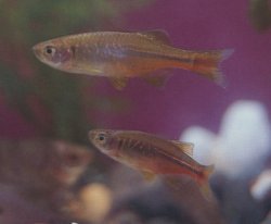 Devario chrysotaeniatus