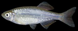 Devario gibber - Click for species page