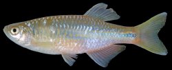 Devario laoensis - Click for species page