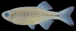 Devario laoensis