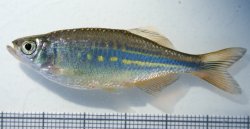 Devario malabaricus - Click for species page