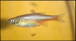 Devario sondhii - Click for species page