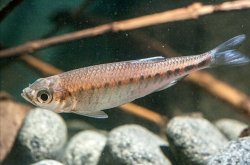 Opsarius gatensis - Click for species page