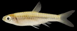 Rasbora amplistriga - Click for species page