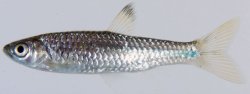 Rasbora atridorsalis - Click for species page