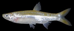 Rasbora aurotaenia - Click for species page