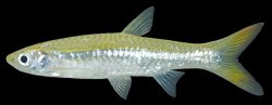 Rasbora aurotaenia