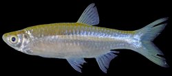 Rasbora aurotaenia