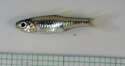 Rasbora bankanensis