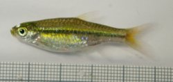 Rasbora borapetensis - Click for species page