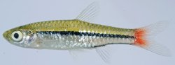 Rasbora borapetensis