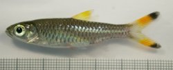 Rasbora caudimaculata