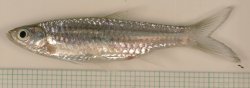 Rasbora cf. aurotaenia - Click for species page