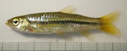 Rasbora cf. dandia - Click for species page