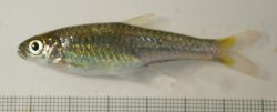 Rasbora cf. ennealepis - Click for species page