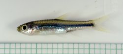 Rasbora cf. paucisqualis - Click for species page