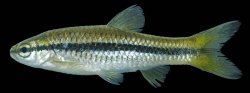 Rasbora daniconius - Click for species page