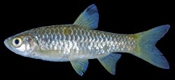 Rasbora dorsinotata