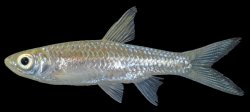 Rasbora dusonensis