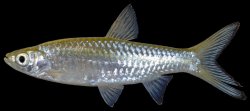 Rasbora dusonensis