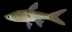 Rasbora elegans - Click for species page