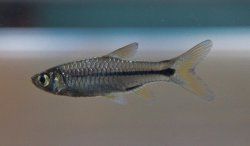 Rasbora paviana - Click for species page