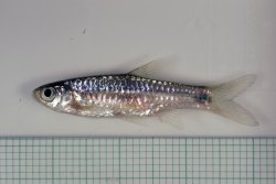 Rasbora paviana