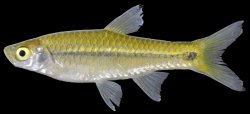 Rasbora paviana