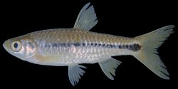 Rasbora paviana