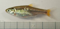 Rasbora rubrodorsalis - Click for species page