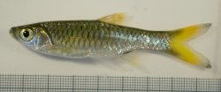 Rasbora sp. `BOLD AAU5133` - Click for species page
