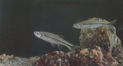 Rasbora steineri - Click for species page