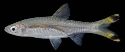 Rasbora trilineata