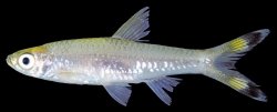 Rasbora trilineata