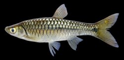 Rasbora vulgaris - Click for species page