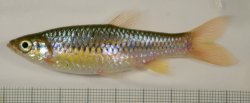 Rasbora wilpita