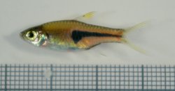 Trigonostigma espei - Click for species page