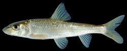 Hemibarbus maculatus - Click for species page